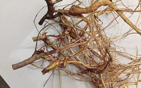 核桃树根的功效与作用：传统药用价值与安全注意事项
