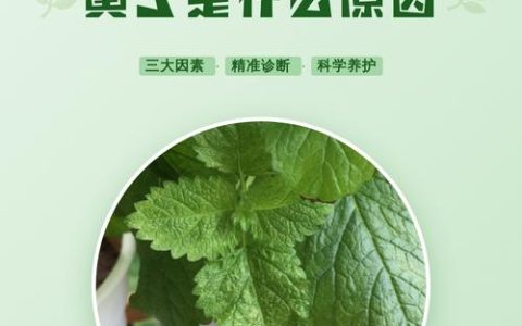 薄荷叶子发黄是什么原因？家庭盆栽薄荷黄叶诊断与补救全攻略