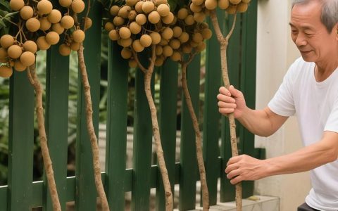 龙眼树苗种植全攻略：适种地区、选苗技巧与成活秘籍