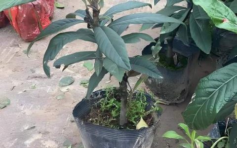 枇杷树种家里好吗？庭院种植枇杷树的科学指南与风险规避