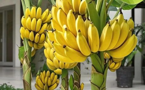 香蕉树苗几年才能结果？组培苗与吸芽苗结果时间详解