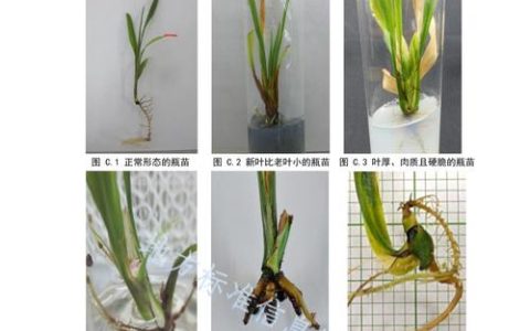 组培苗为什么养不过三年？揭秘植物退化的真相与补救措施