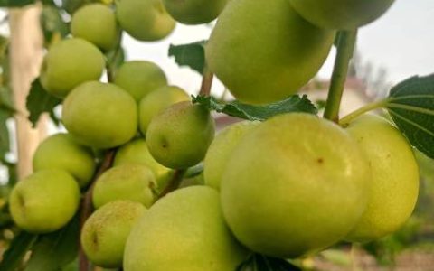 枣树种植大忌全解析：为什么枣树不能乱栽及科学选址指南