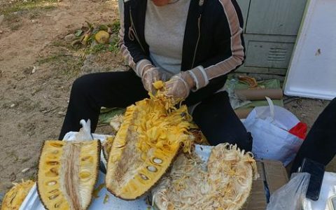 菠萝蜜多少钱一斤？产地、品种与季节影响报价