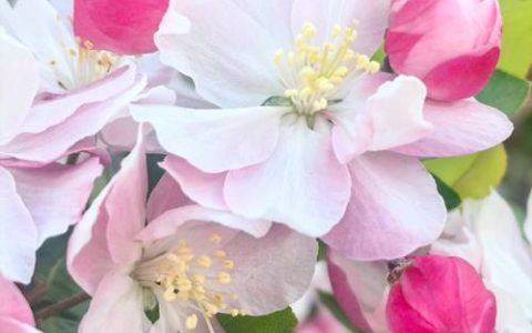 西府海棠什么时候开花？花期、养护与观赏全攻略