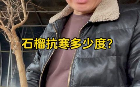 石榴树耐寒到零下多少度？南北种植与防寒全指南