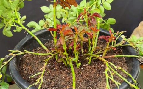 月季花的养殖方法：从浇水施肥到修剪促花的全攻略