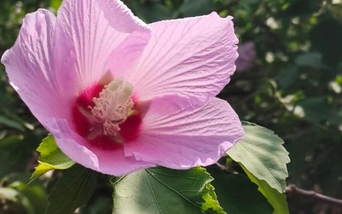 木槿花有几种颜色？详解四大色系及家庭养殖技巧