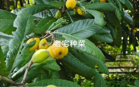 枇杷树种植全攻略：属相禁忌与科学种植要点解析