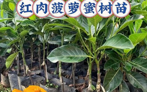 菠萝蜜树苗几年结果？从种植到挂果的完整时间表与养护指南
