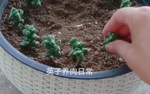 鹿角海棠扦插全攻略：从剪穗到生根的精确操作指南