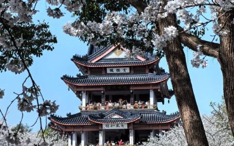 无锡樱花鼋头渚什么时候开？2026年最佳赏樱时间表与全攻略