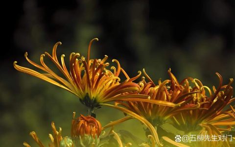 腊月菊养护全攻略：冬季开花耐寒养护指南