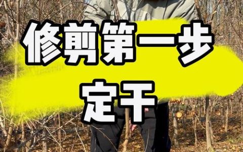 石榴树什么时候修剪最好？家庭盆栽与露天庭院修剪全攻略