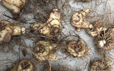 白芨种植几年可以收获？附3-4年完整种植技术指南