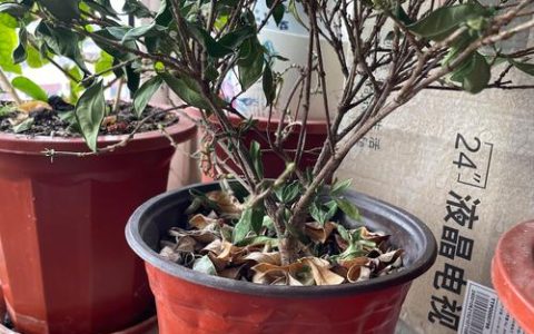 栀子花浇水过多的表现与科学养护指南