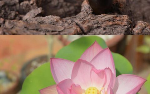 活化石的植物有哪些？盘点5种植物界的“活化石”及其种植指南