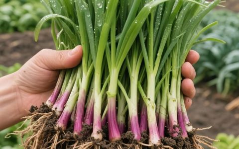 韭菜根怎么栽最好？家庭高产种植全攻略
