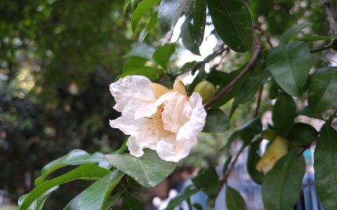 石榴树开白花是什么品种？白石榴品种识别与养护指南