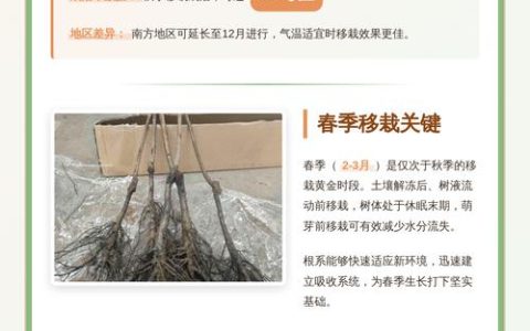 柿子树移栽最佳时间与全流程成活指南