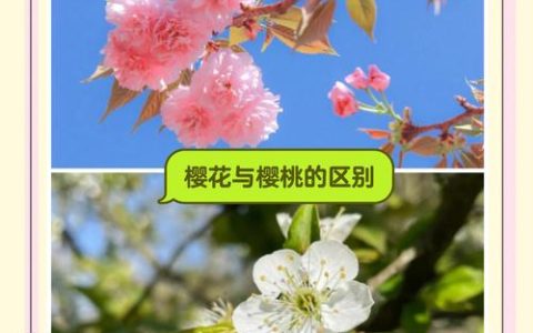 樱桃花和樱花有什么区别？家庭种植与选购全指南