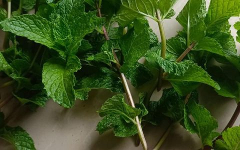 薄荷扦插繁殖全攻略：成活率100%的精准操作指南