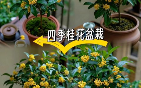 桂花几月份移栽最好？专家详解高成活率移栽全流程