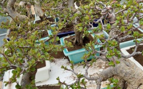 君子兰养护指南：家庭盆栽浇水施肥与光照修剪全攻略