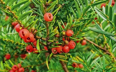 红豆杉是国家几级保护植物？家庭种植的禁忌与科学养护指南