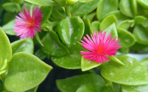 牡丹吊兰可以水培吗？详解光照水肥与修剪促花全攻略