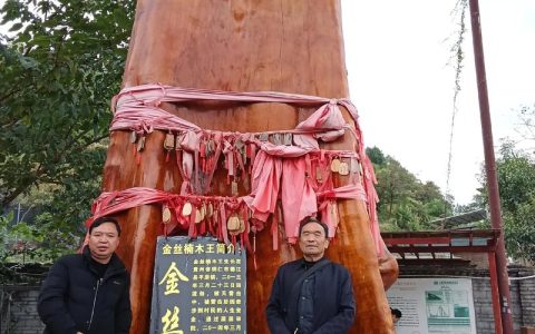 贵州金丝楠木树王：千年古木的传奇与价值解析