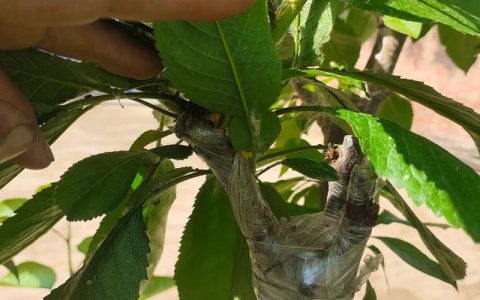 樱桃嫁接的4种树：最佳砧木选择与高成活率操作指南