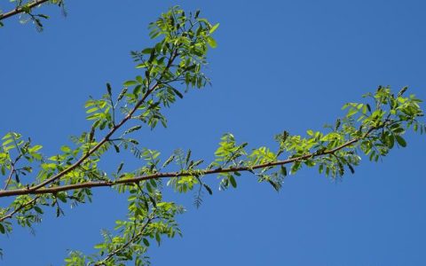 常见花卉一年开几次花？月季、三角梅、绣球养护全攻略
