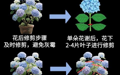 绣球花开败了怎么修剪？花后重剪与花色调控全指南