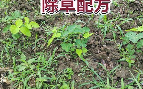 大豆苗后除草剂怎么选？专业农技人员推荐这5种，安全高效不伤苗