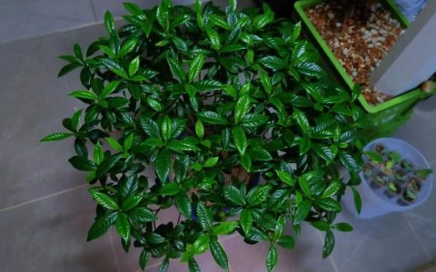 栀子花只长叶子不开花怎么回事？4大原因及解决方法