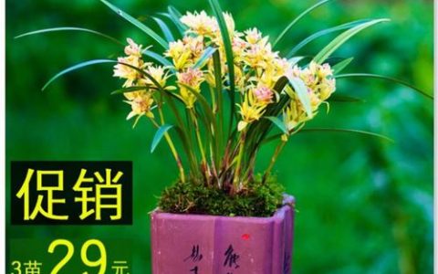 中国四大名兰深度对比：春兰、蕙兰、建兰、墨兰怎么选？