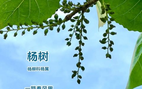 杨树与柳树的区别及庭院种植选择指南