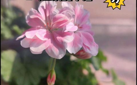 天竺葵度夏最简单方法：降温控水通风，轻松度过休眠期