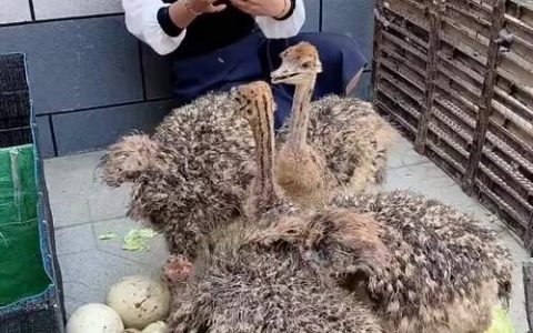 鸵鸟苗价格多少钱一对？规格、产地、季节影响报价