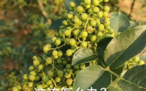 花椒炭疽病怎么治？科学防治与安全用药指南