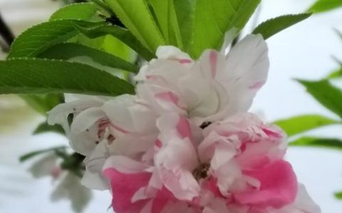 樱桃不是樱花：樱桃与樱花的关系、品种区别及种植指南