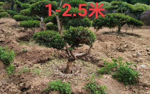 小叶黄杨树苗多少钱一棵？规格、产地、采购量影响报价