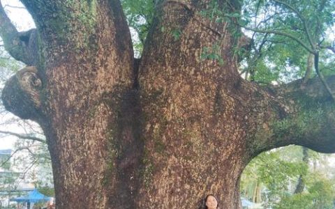 香樟树风水与种植养护全指南：旺宅、旺财与旺运