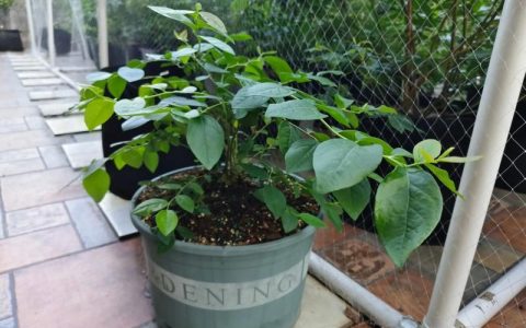 奥尼尔蓝莓品种怎么样？种植效益与选购指南全解析