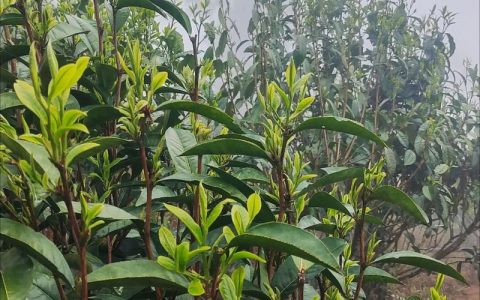 所有的茶叶都是一种茶树么？揭秘“代用茶”与“真茶”的区别