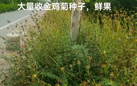 金鸡菊种子价格多少钱一斤？