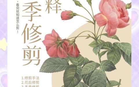 月季花开完花怎么剪枝？花后修剪促花全攻略