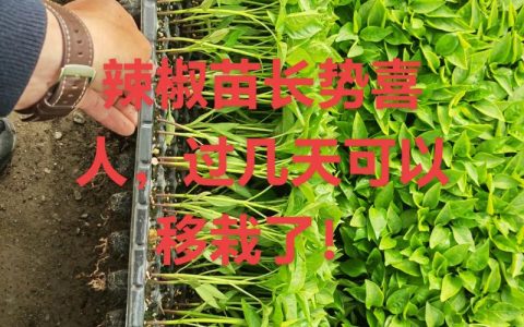 辣椒苗移栽后多久可以施肥？新手种植施肥时间表与技巧