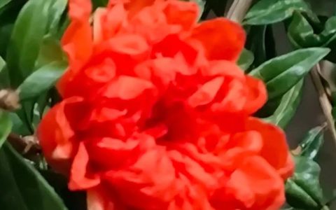 石榴什么时候开花？石榴促花促果全攻略
